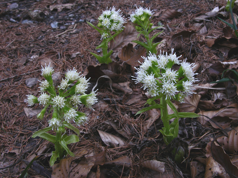 Tussilago farfara, Petasites albus e Crocus